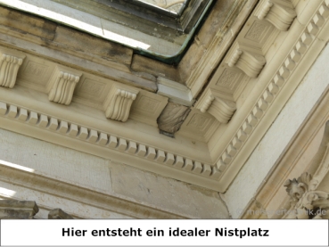 MEISSNER - 50x Spatzenbürsten - ca. 16 cm lang - Ø 9 cm - flexible und UV-beständige Borsten passen sich dem Hohlraum an